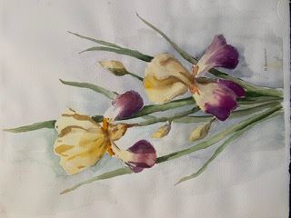 Watermedia painting of yellow and purple iris flowers on a white background