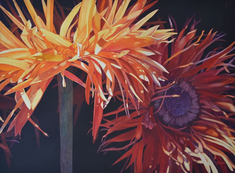 Watermedia painting by W. Jaeger, close up view of two yellowish orange gerber daisies, partially in light, partially in shadow